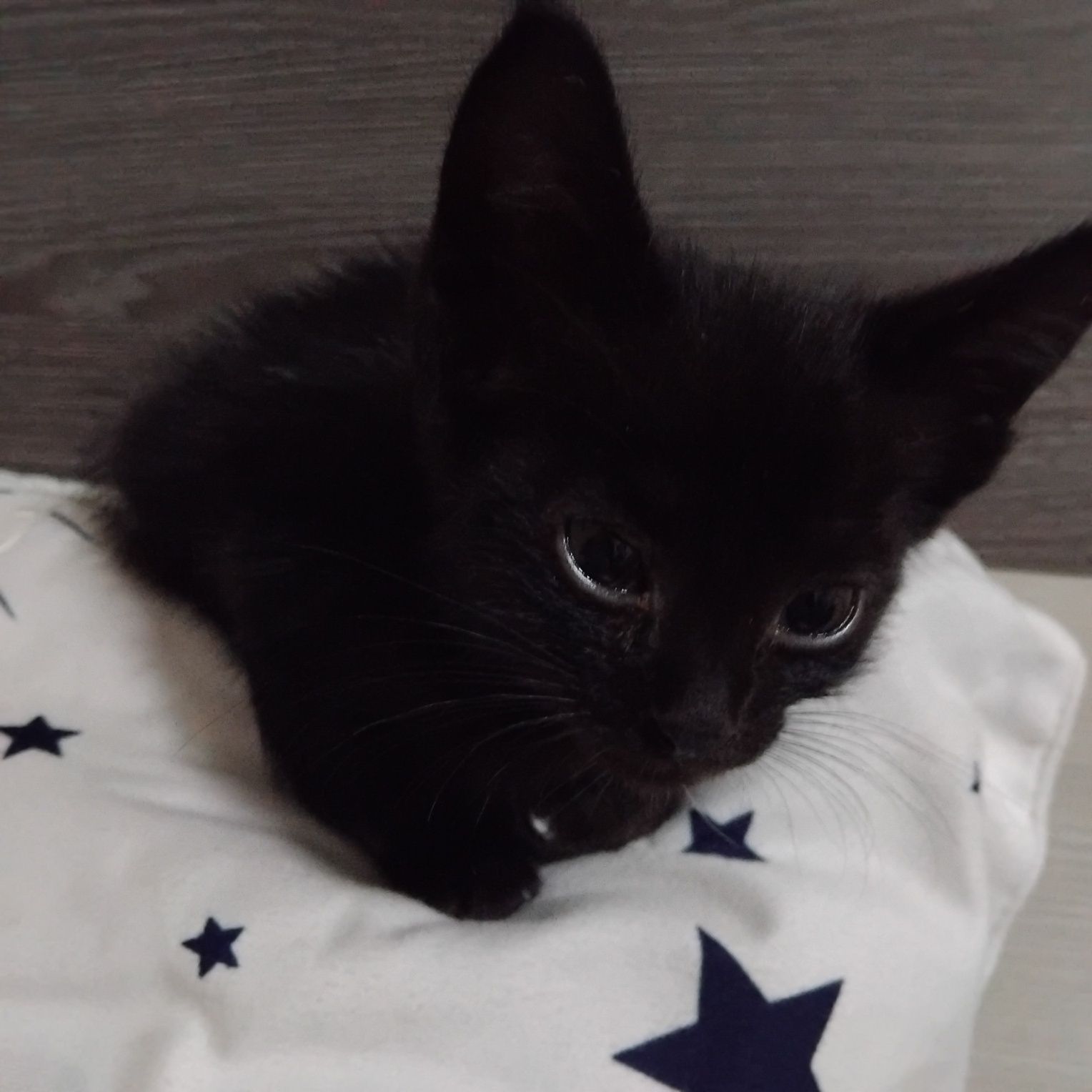 Отдаем котят  в хорошие руки
