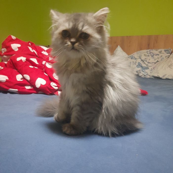 Pisicuta Persană cu pedigree