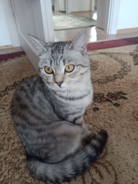 Отдам кошку в добрые руки