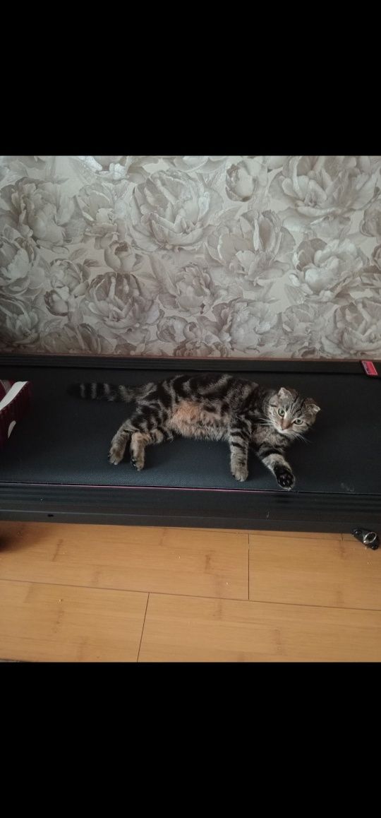 Отдаём кошечку 1.5 года