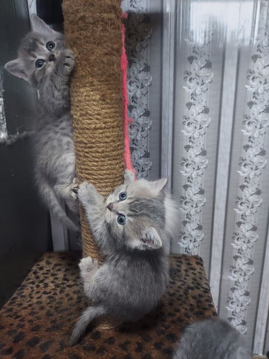 Продам котят г.Акколь