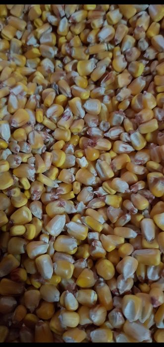 Grau,porumb,ovaz,orzoaica primavara,floarea soarelui,amestec cereale