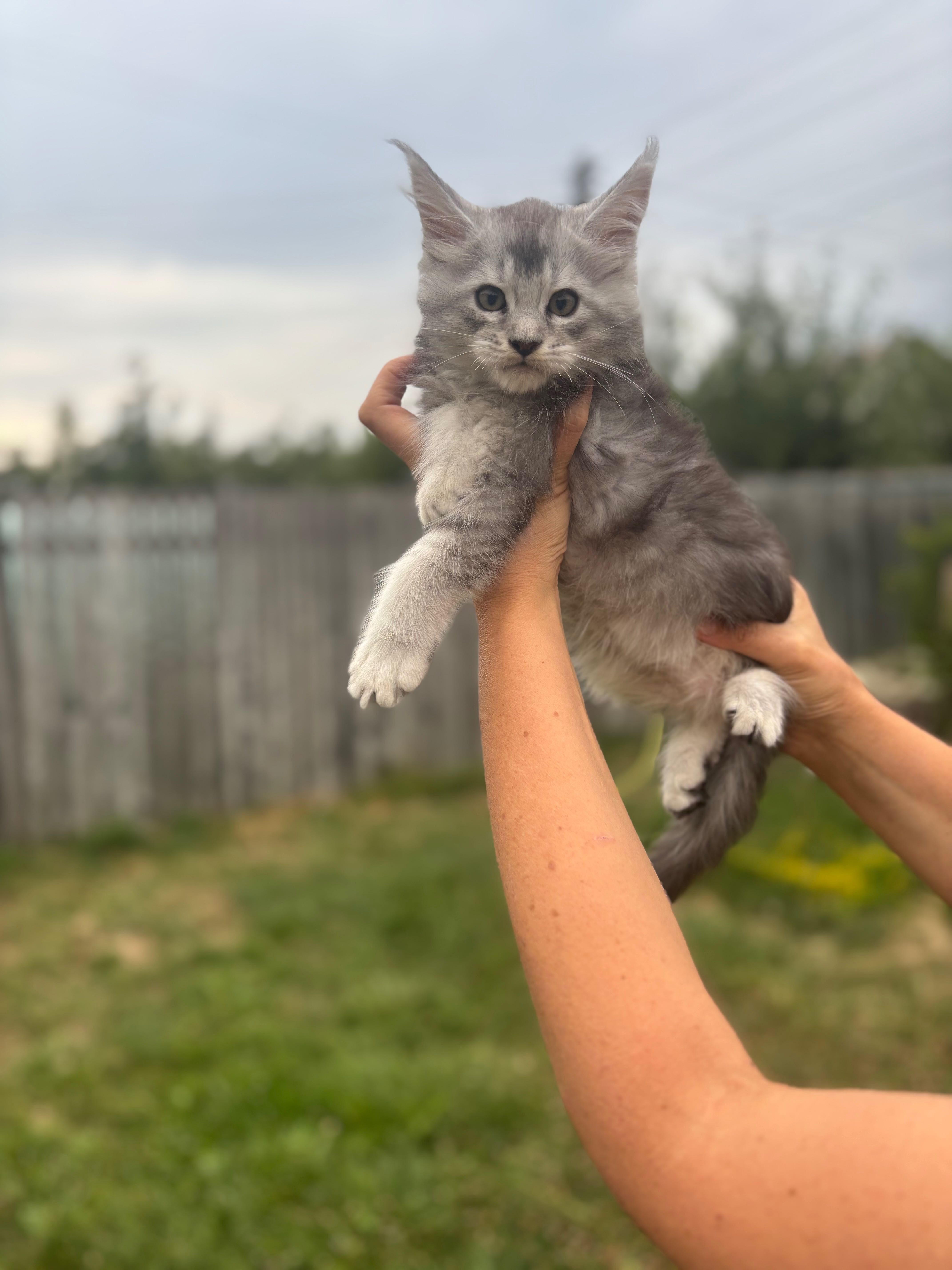 Котенца Мейн Куун