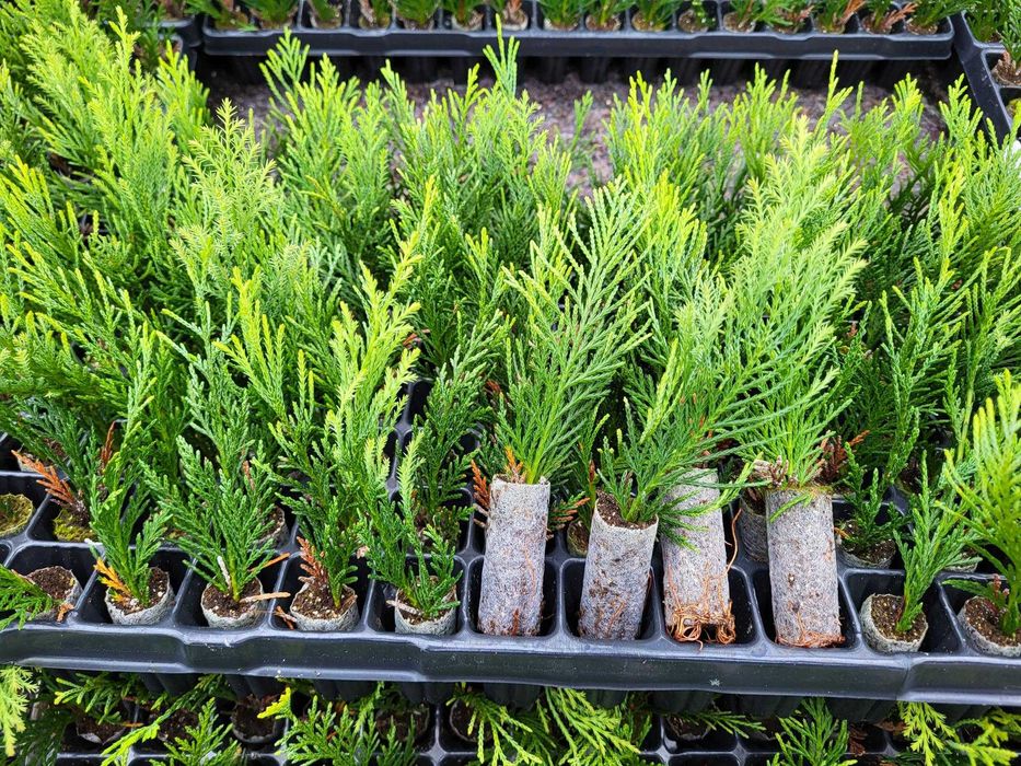 Chiparos leyland (Cupressocyparis leylandii) 10-30cm /2+ ani/