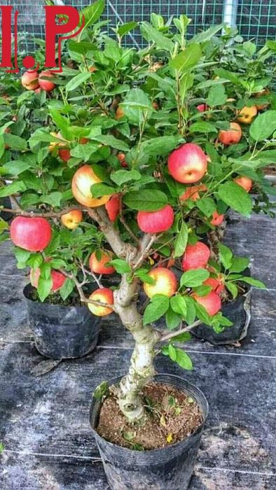 Pomi columnari in anul 4 pe rod