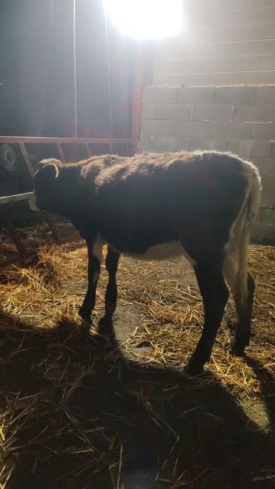 Vand 4 jurinci baltate