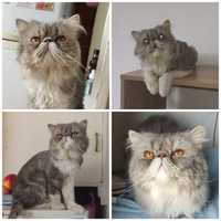 Вязка персидский кот