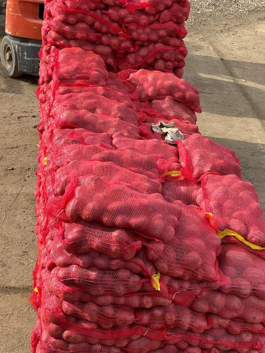 Cartofi de consum Alb si Roșu