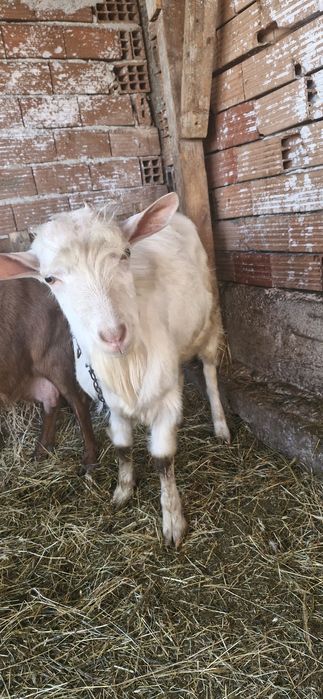 Младо прачле за дамазлък