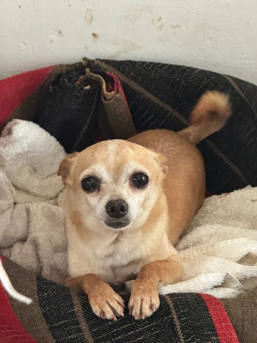 Кучета -мини пинчер/чихуахуа/подаряваме/