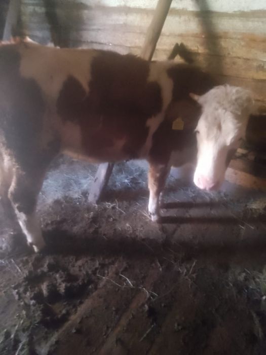 Vand junica blatata românească