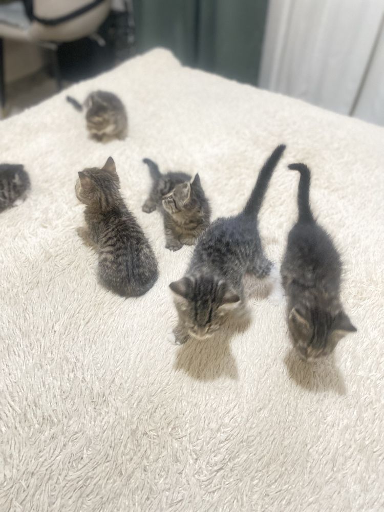 Красивые тигровые котята