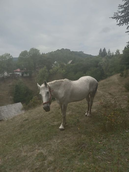 Cal de vânzare ..