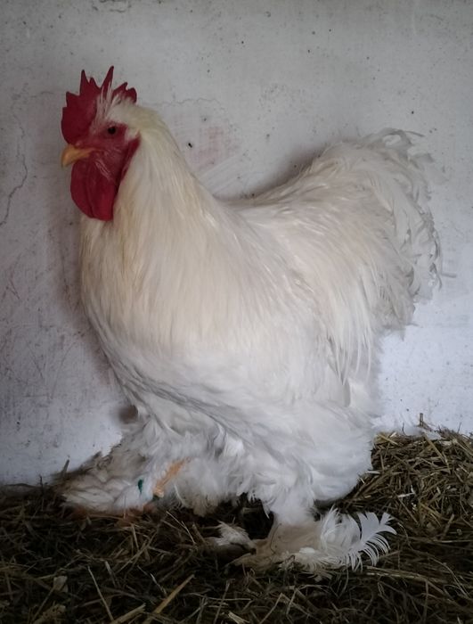 Păsări cochi alb uriaș!