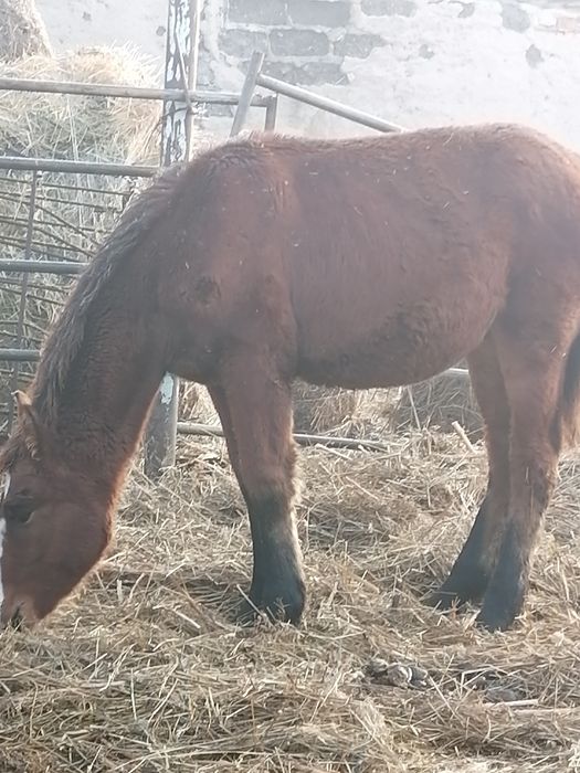 Продам жиребчека 5-6 месяцев