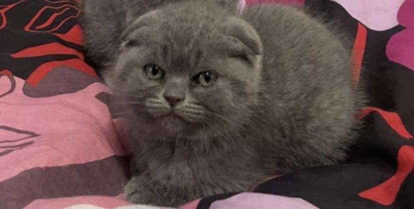 Шотландско клепоухо коте