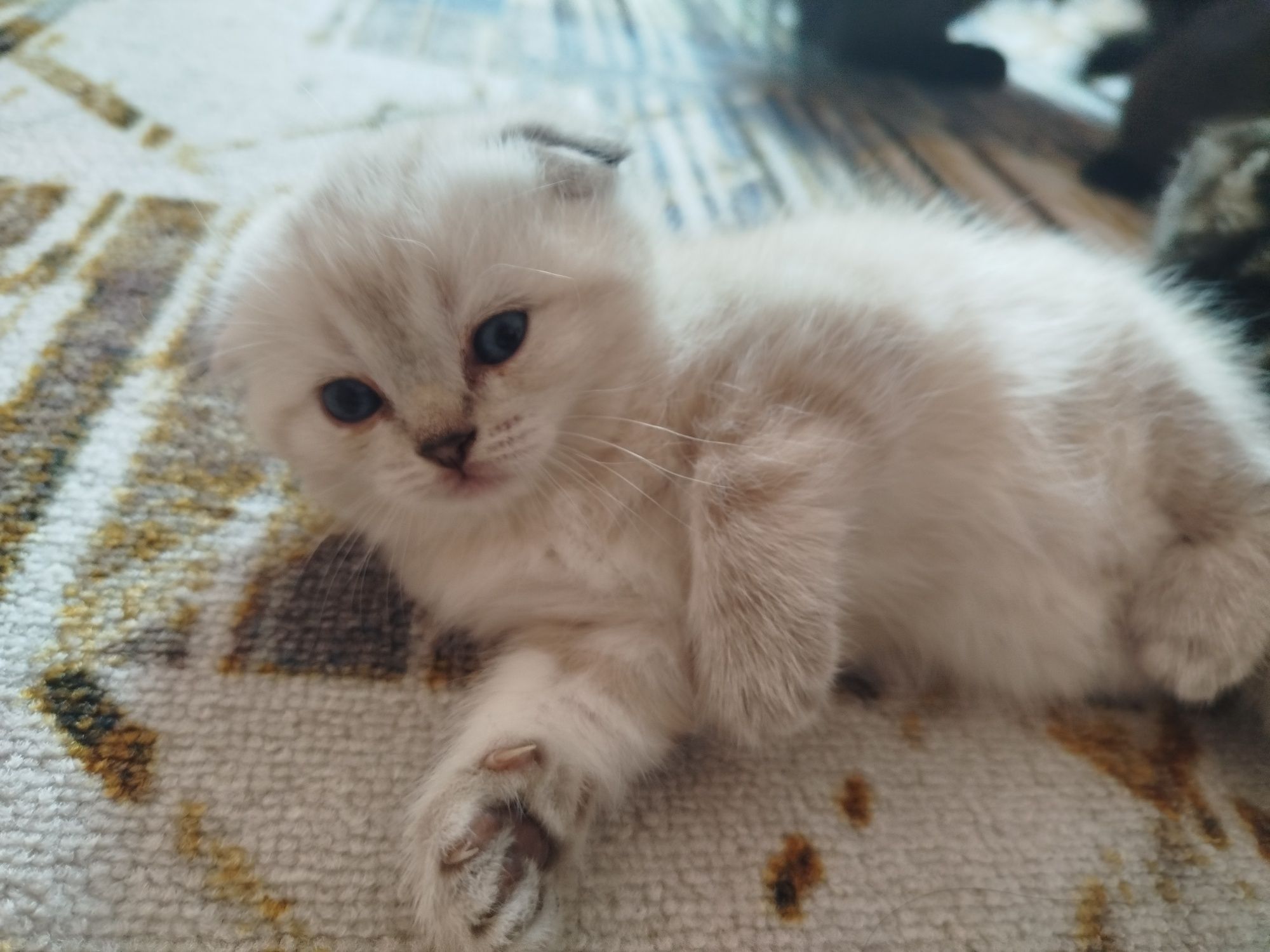 Котята скотиш страйт и фолд