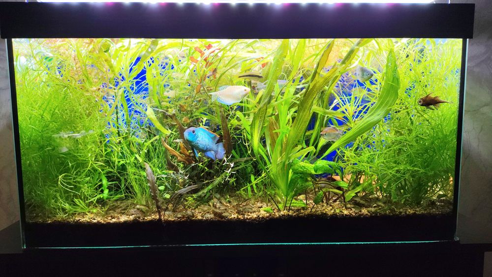 отдам аквариумные растения