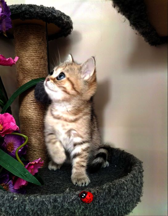 Британцы золотые шиншилы. Baby Face