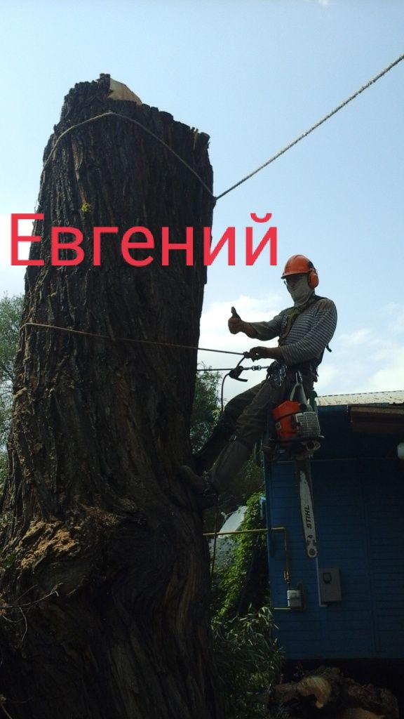 Спил, обрезка деревьев любой сложности.