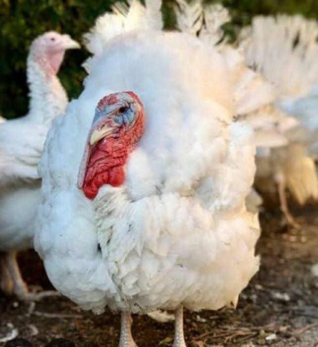 Бир 6 куркалари Индюки биг 6