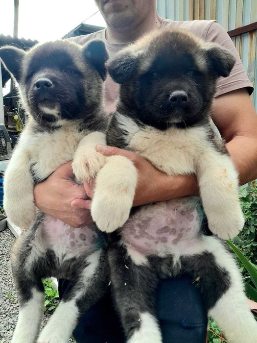 Щенки американской акиты, рассрочка Каспий,РЭД