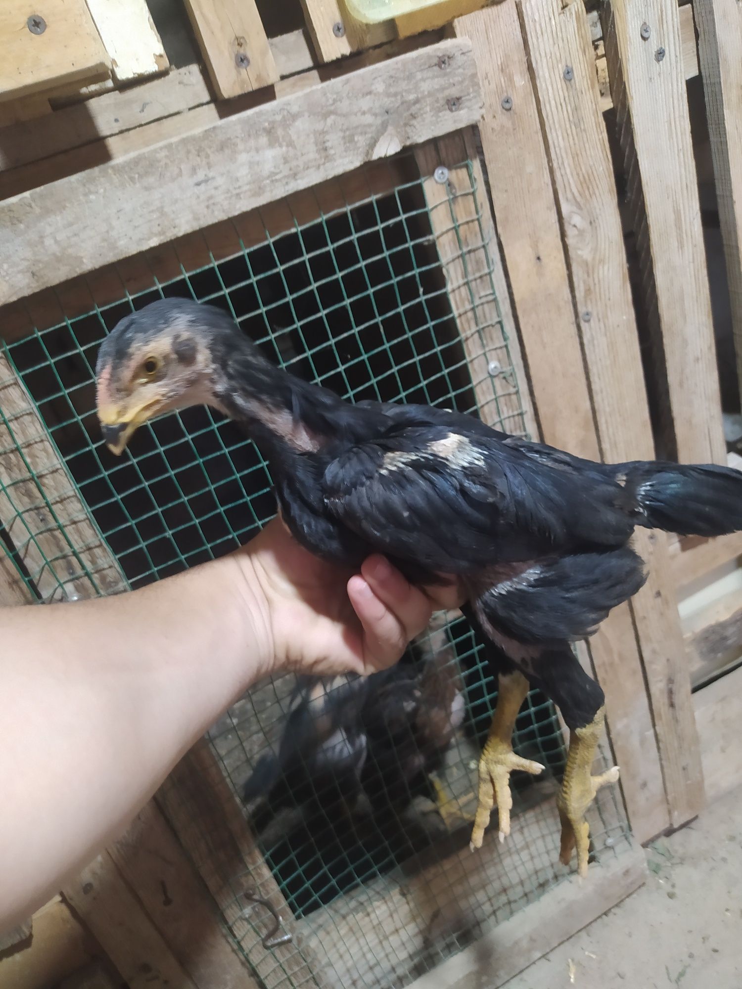 Dakan joʻjalar sotiladi 2 oyli