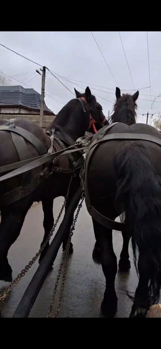 De de vânzare o perechie de cai castratii