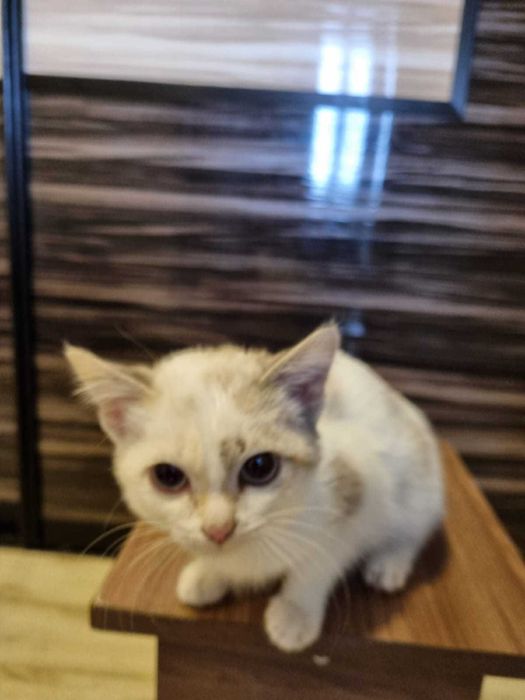 Отдам котенка в добрые руки