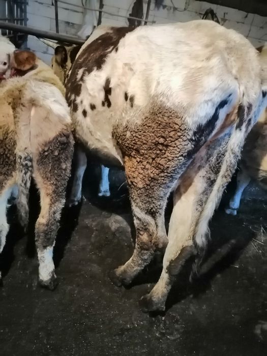 Vând vacă gestanta