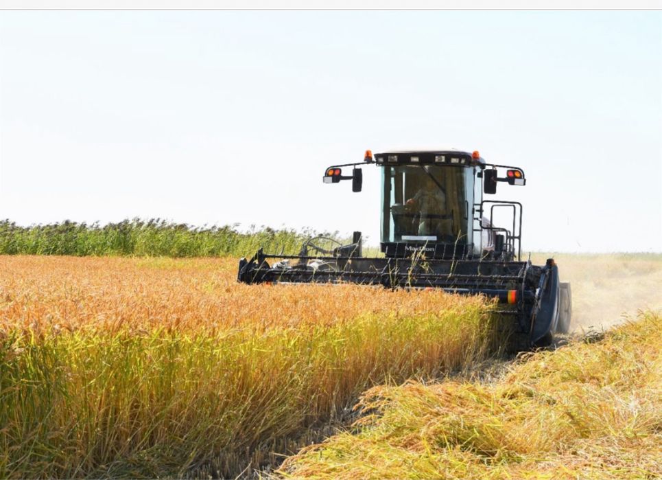 Салы, күріш, рис