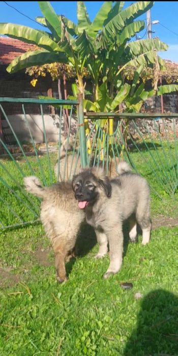 Кавказка Овчарка