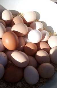 Яйца куриные (домашние)