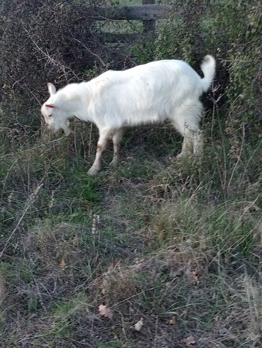 Țap sanean de 6 luni bun de monta se vinde deoarece am m-ai mulți