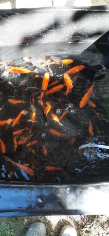 Vând  caras gold fish