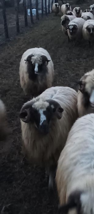 vand sau schimb cu vitea angus cu acte