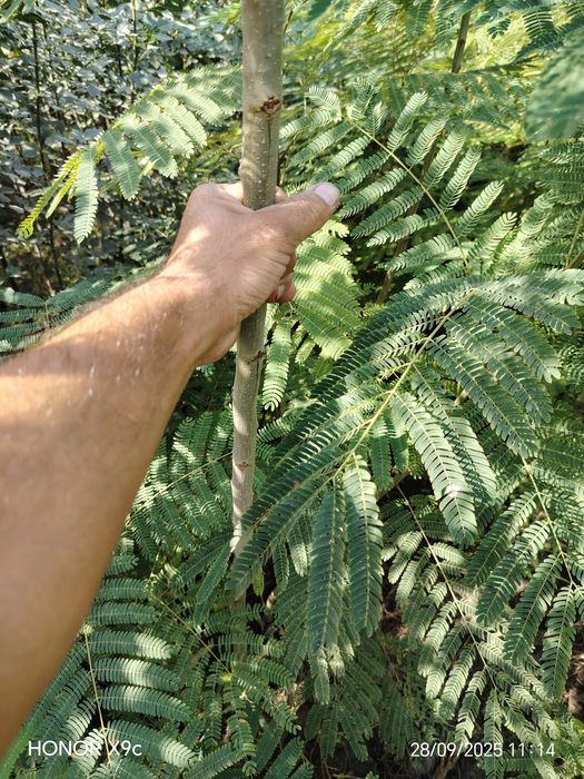 Яшил макон лойихаси учун дарахтлар бор.