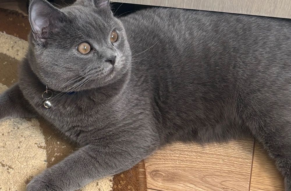 “împerechere” Scottish