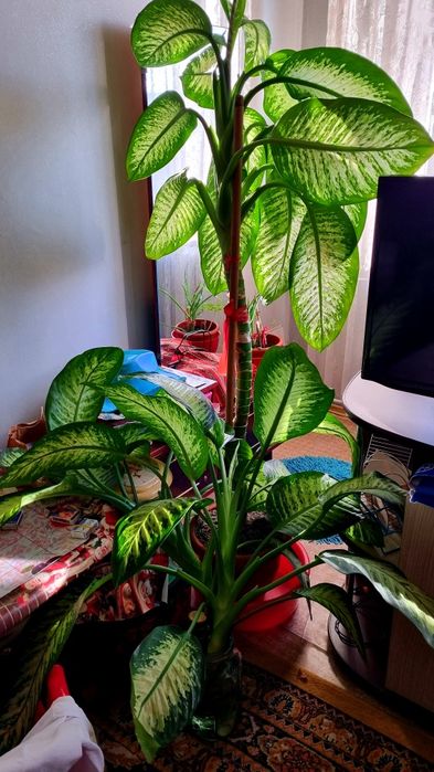 Panta exotica Dieffenbachia