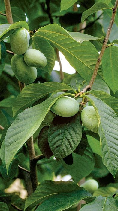 Banana nordului Paw Paw soiuri prima și sun flower