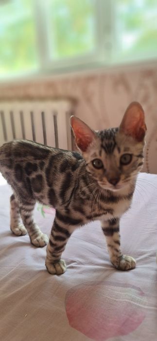 Бенгальские котята