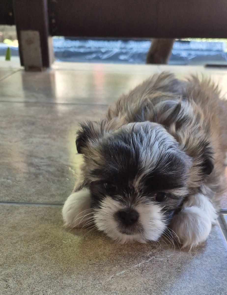 Cățel shih tzu de vanzare