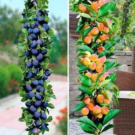 Pomi fructiferi columnari calitate superioara