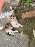 Adoptie 6 pisoi de pisica