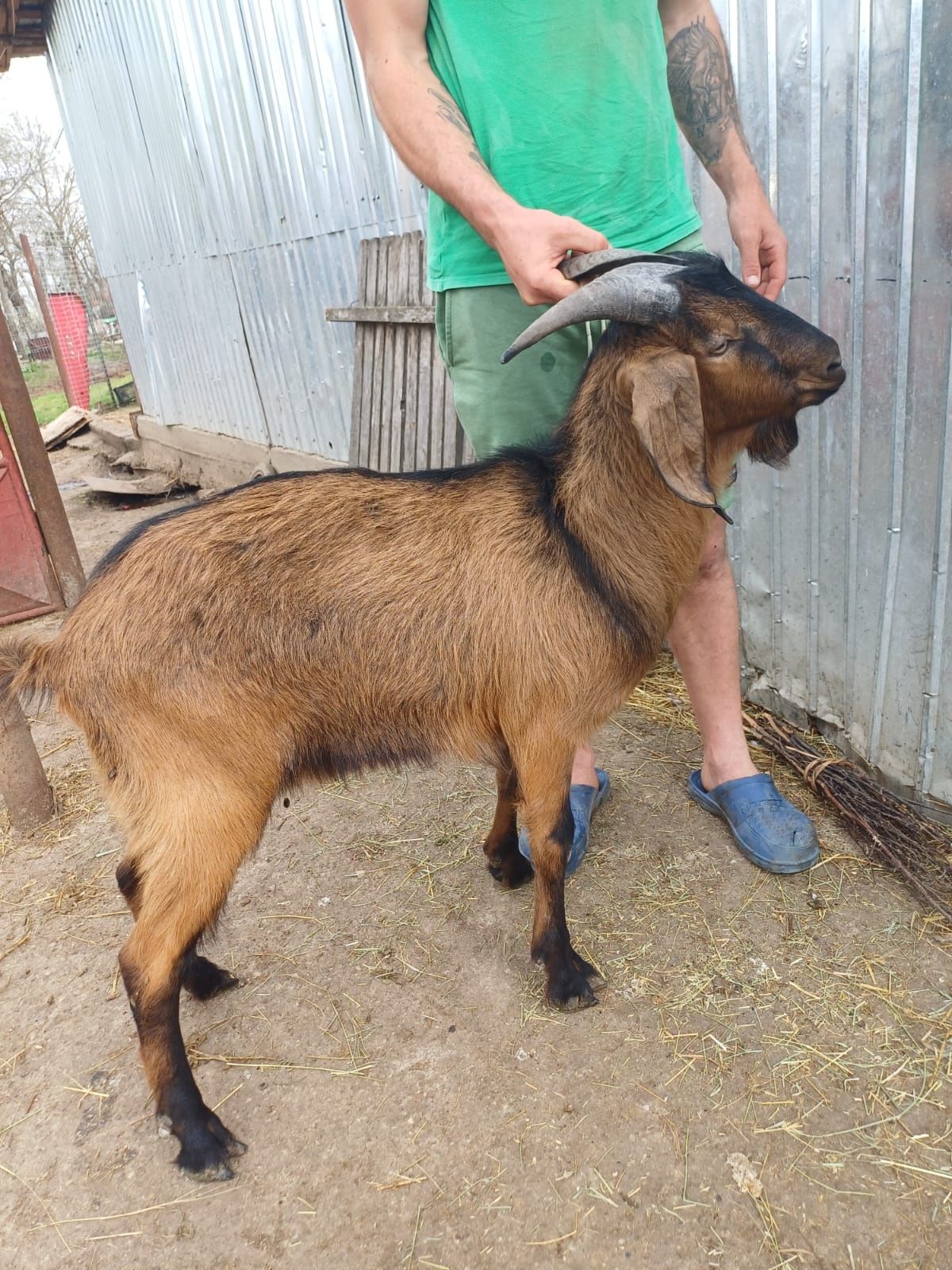 Vând țap tânăr 1