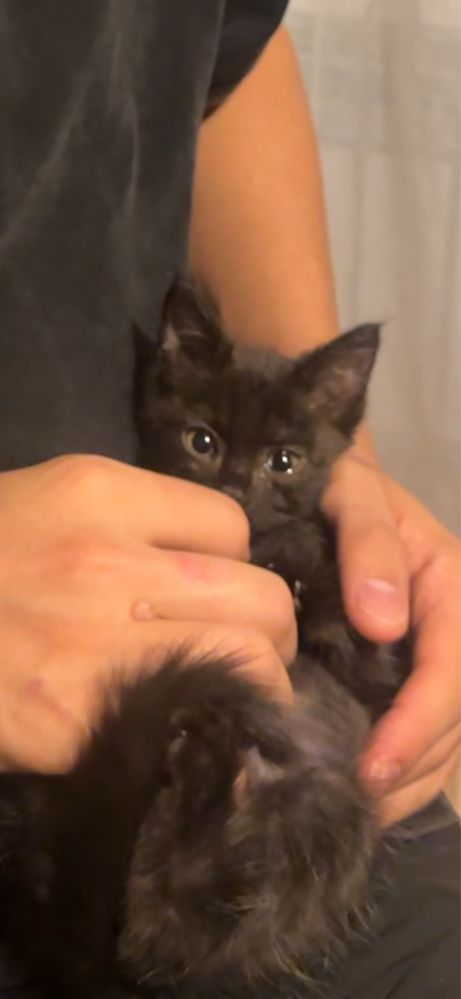Котенок мальчик