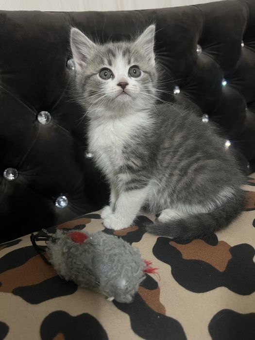 Кичкинтойла сотилади 500.000