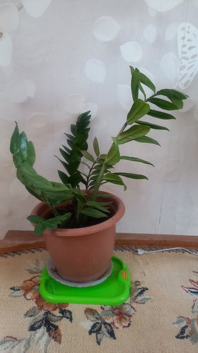 Замиокулькас (долларовое дерево)
