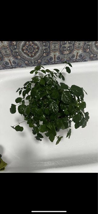 Радермахера пышная