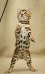 Bengal cu pedigree felisa autorizata